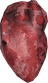 Human Heart