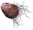 Ash Yam