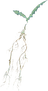 Vynroot